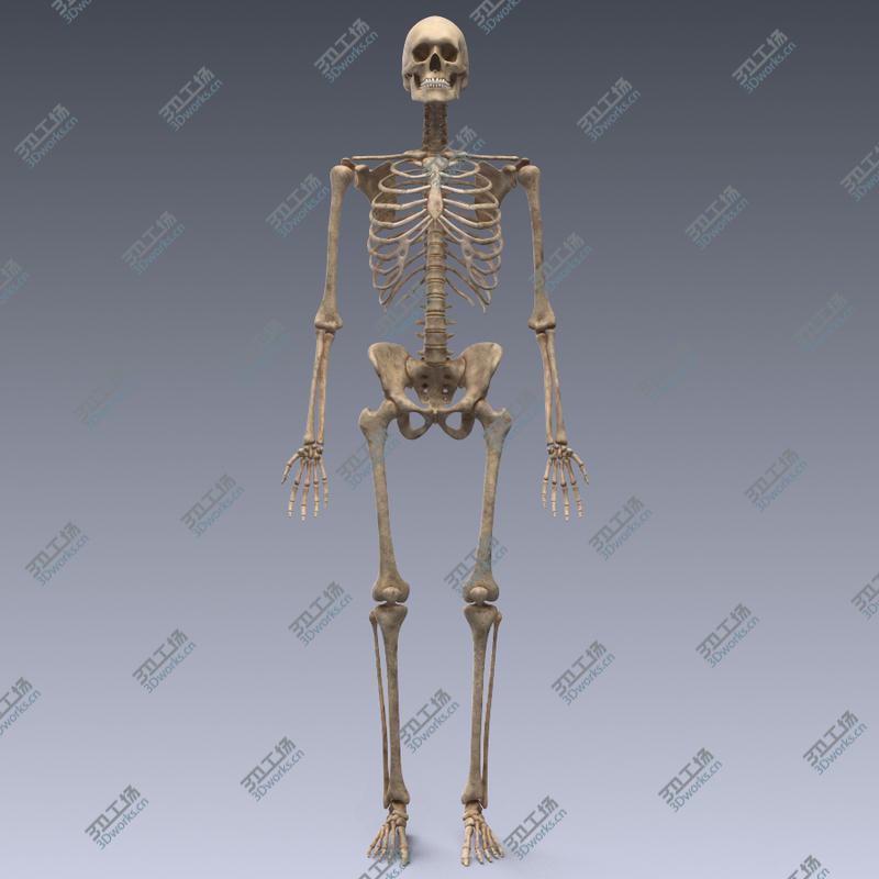 images/goods_img/2021040164/Human skeleton rigged. Animated readlistic vray scene and materials of human skeleton/5.jpg